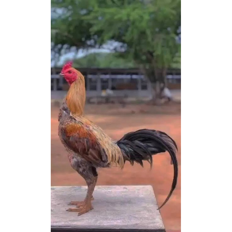 TELUR AYAM MANGON YOKERE LINE YOKERE UNTUK DI TETASKAN