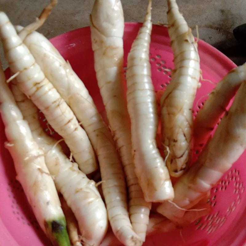 

Umbi Garut segar per kg 1