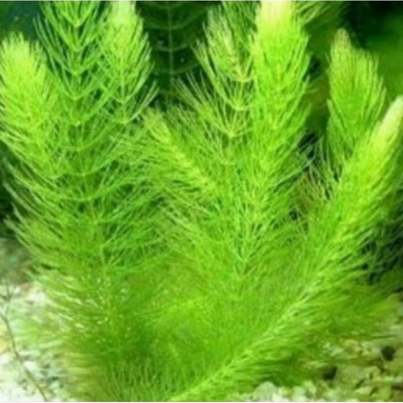 ganggang air tanaman air tawar