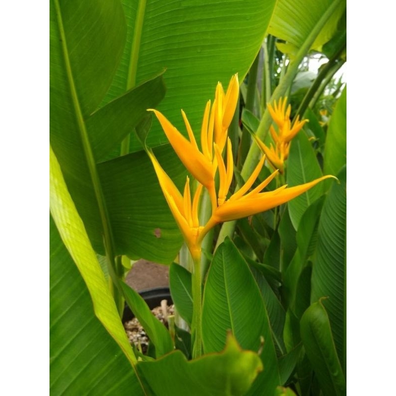 Tanaman Hias Bunga Heliconia Golden/Heliconia bunga Kuning