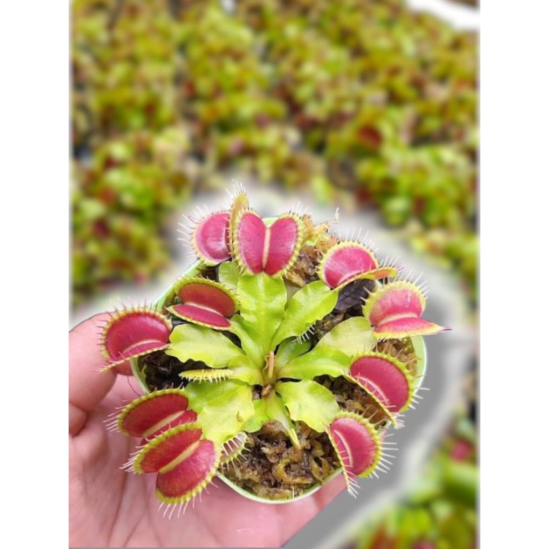 Tanaman Hias karnivora VFT ukuran Sedang