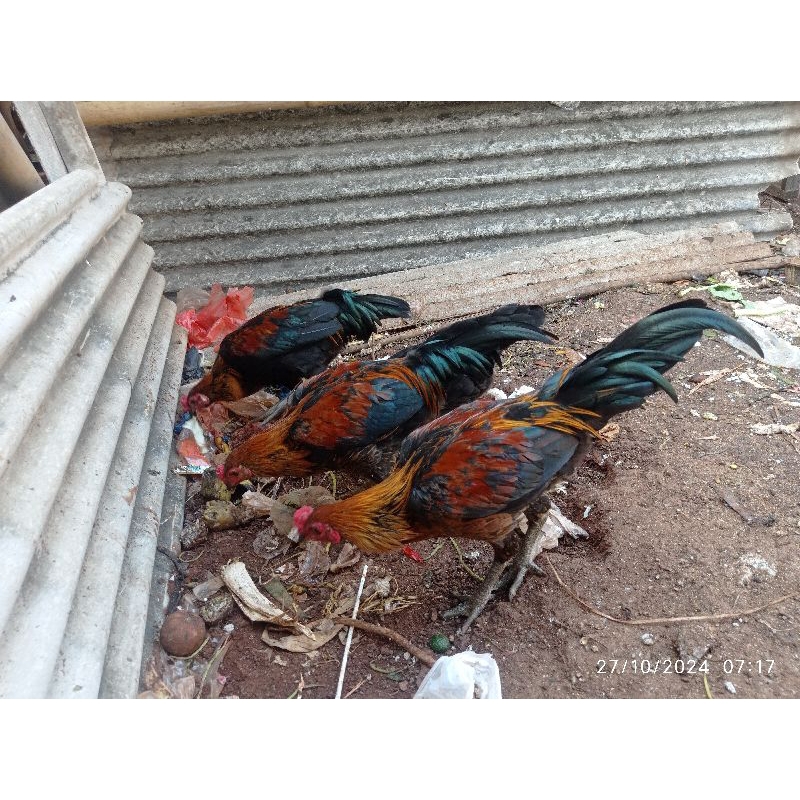 Ayam Kampung Jagoan