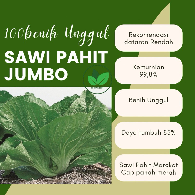 100 Benih Unggul Sawi Pahit Jumbo Marokot