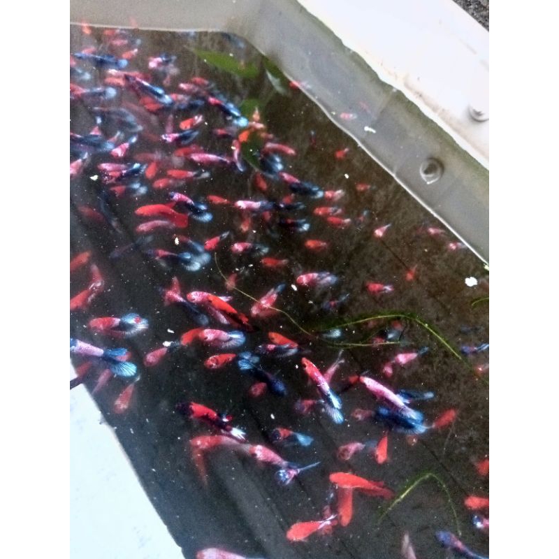 Aksesoris Aquarium, ikan cupang hias Hellboy