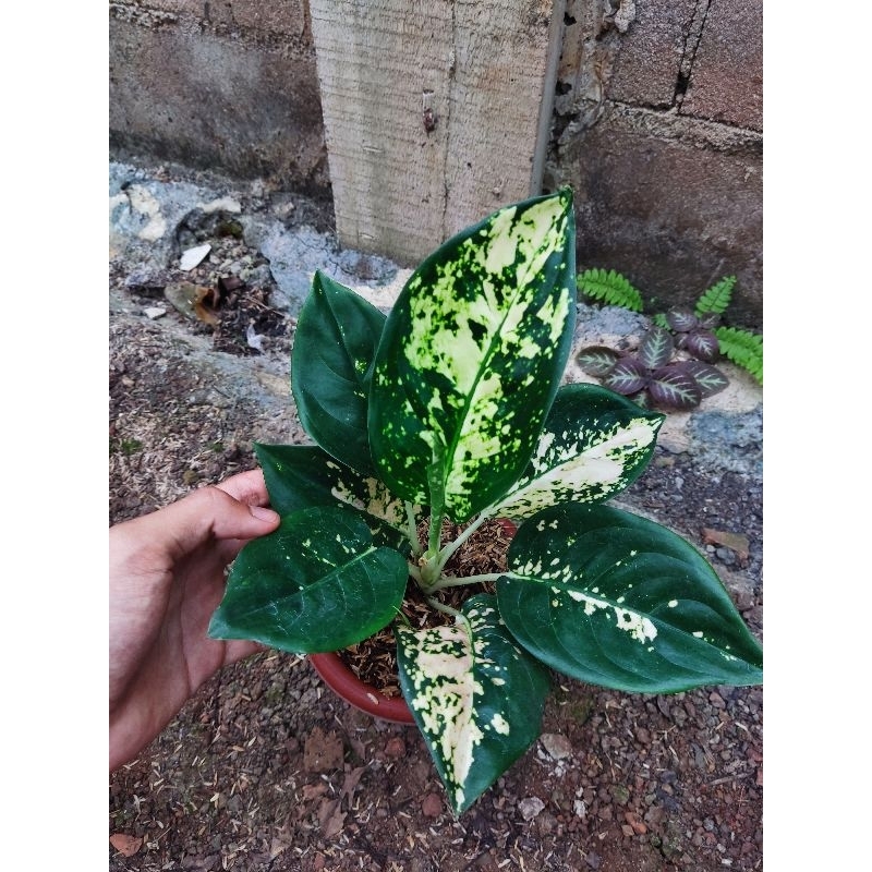 paket 3 Aglonema tanian lokal suksom white, krisna dan abimanyu