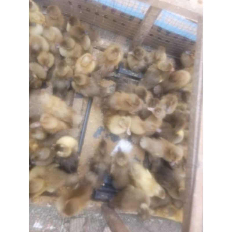 DOD bebek petelur harga 1box isi 101