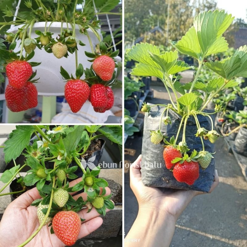 Bibit Buah Strawberry Mencir - Strawberry Dataran Rendah