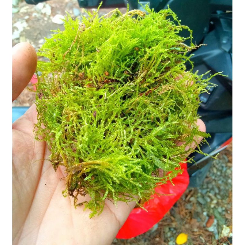 java moss darat palludarium tirrarium
