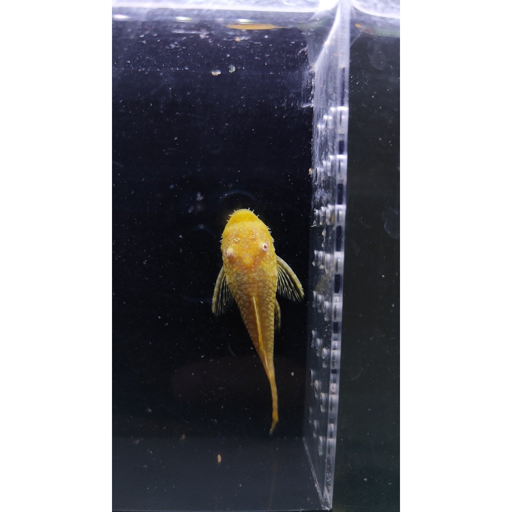 Pleco Brushmouth Albino / Sapu-sapu hias size Sedang