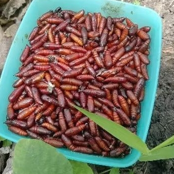 

UNGKER JATI MENTAH 1 GELAS