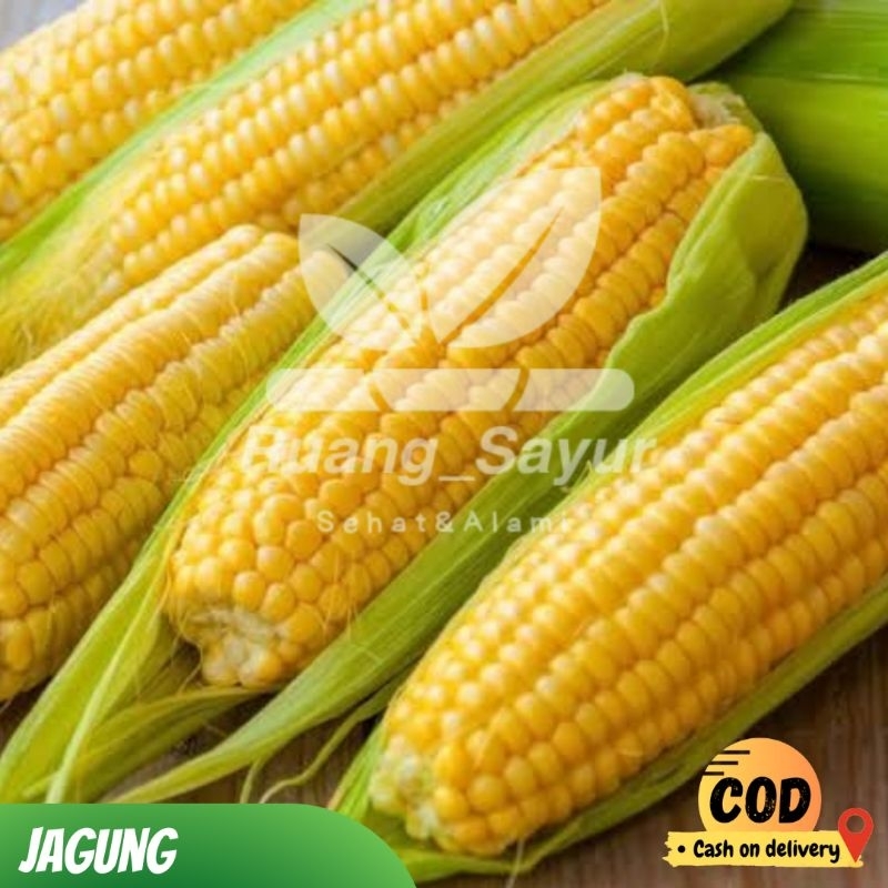

Jagung Manis , Jagung Manis Segar , Jagung Isi 3 Pcs