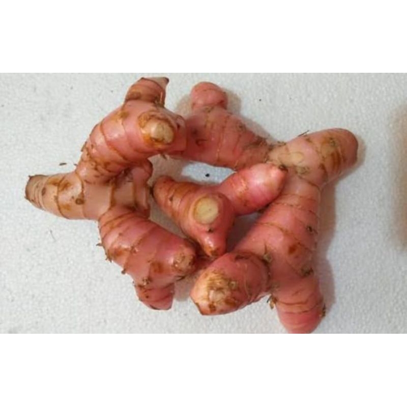 

kunyit ,temulawak, jahe merah, kunyit putih