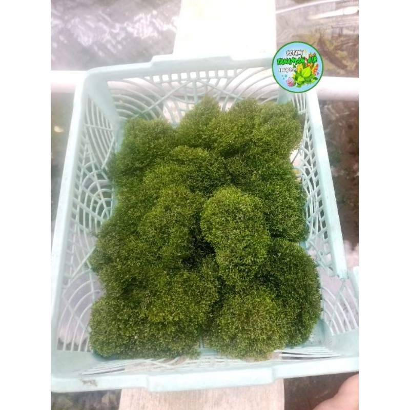 Moss Ricardia Clump Tanaman Aquascape Aquarium Full Air.Per Keranjang