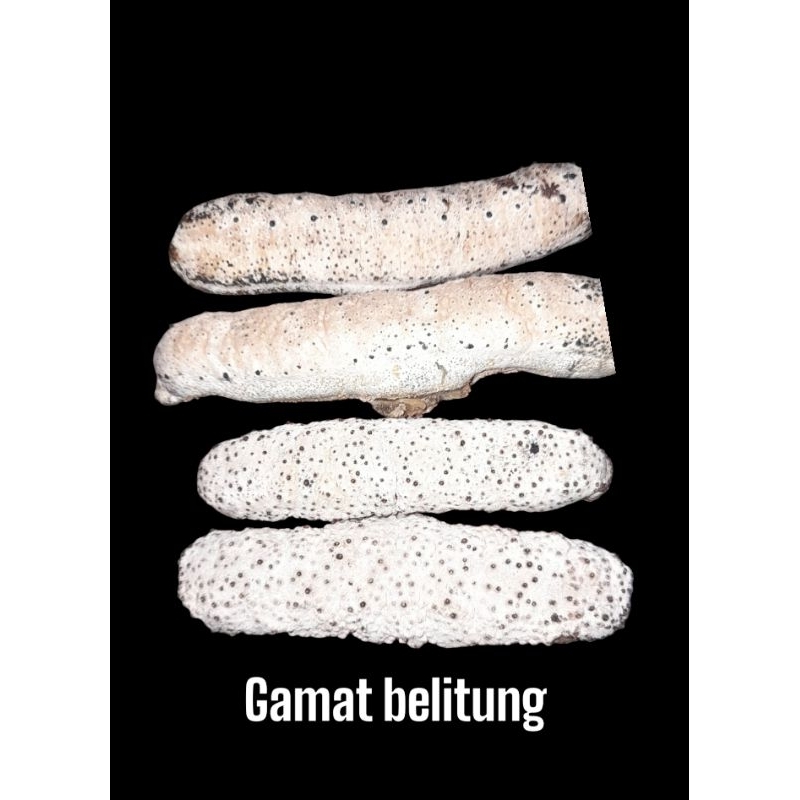 Gamat kering / teripang / Seacucumber / timun laut