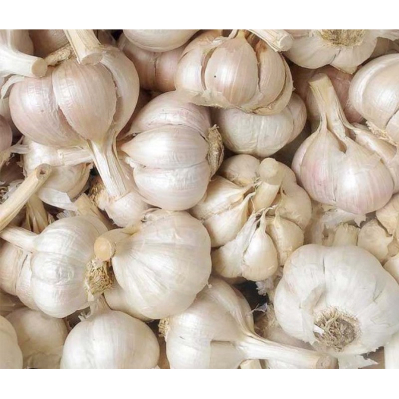 

BAWANG PUTIH KATING