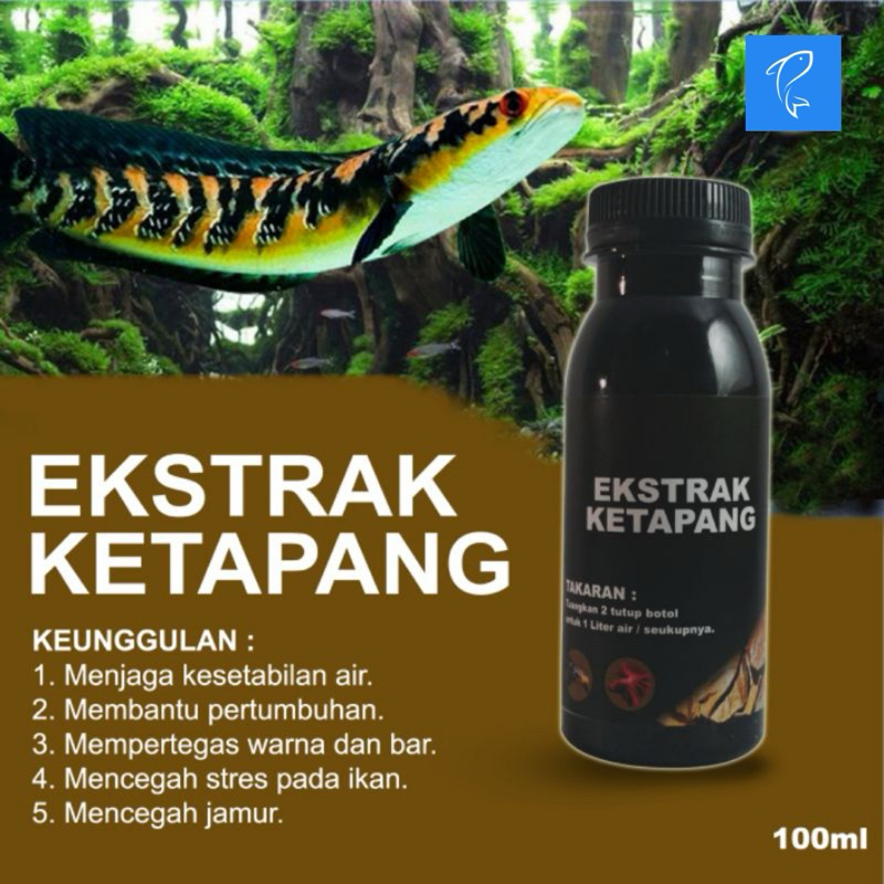 ekstrak daun Ketapang ikan Channa ys maru
