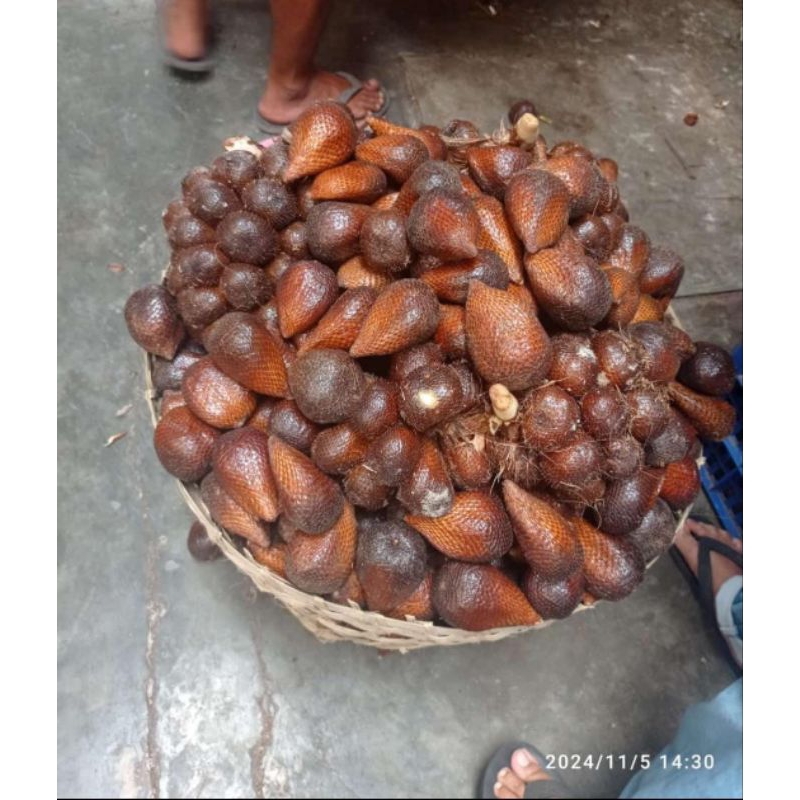 

Salak Pondoh Asli Turi Manis