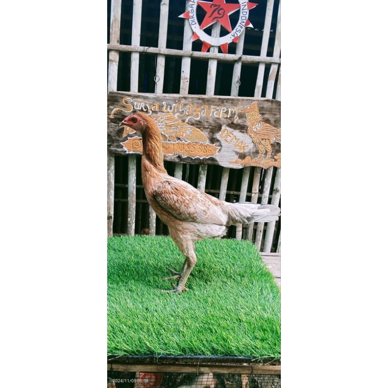 Calon Biang Mangon iq