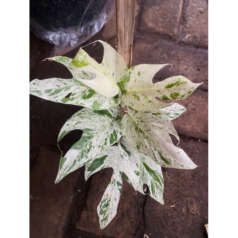 epipremnum pinnatum variegata marble