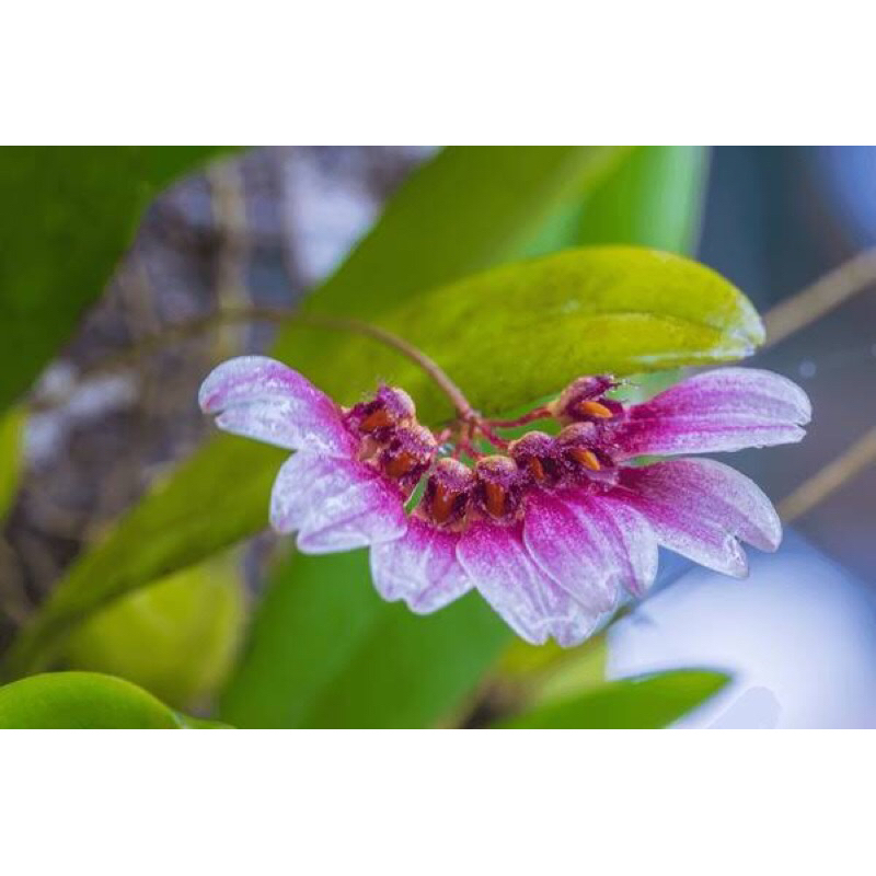 Anggrek Bulbophyllum Flabellum Veneris | Anggrek Cantik | Bulbophyllum Murah