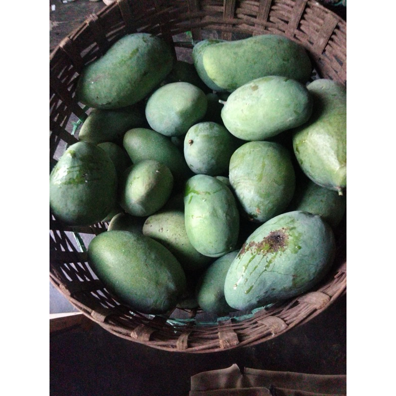 

Mangga Gadung asli jawa timur