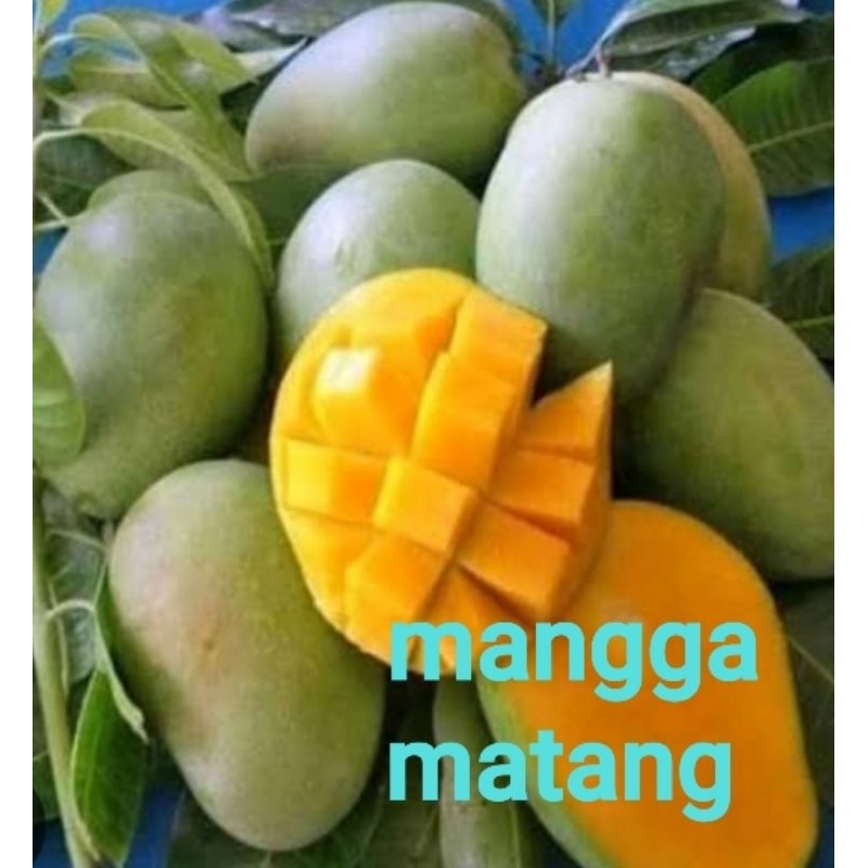 

mangga matang harum manis 1 kg