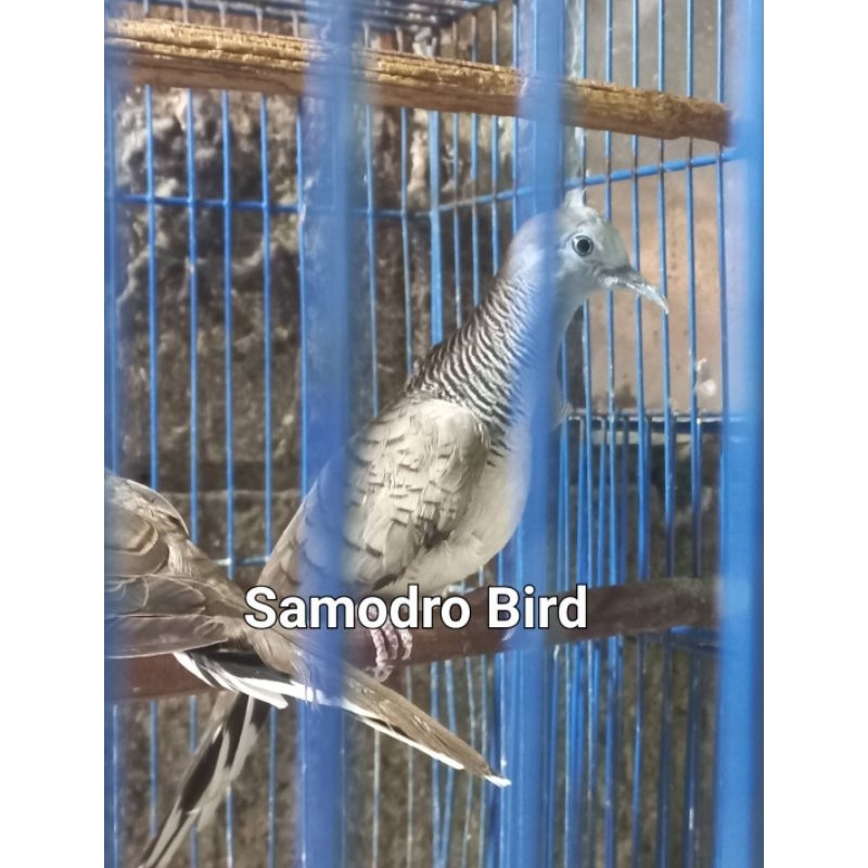 Burung Perkutut Bangkok Super Double Ring