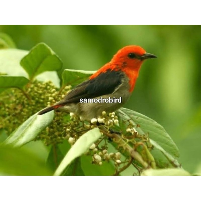 Burung Kemade Baret merah Jantan Rawatan