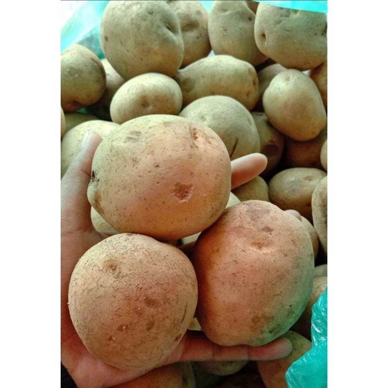 

KENTANG