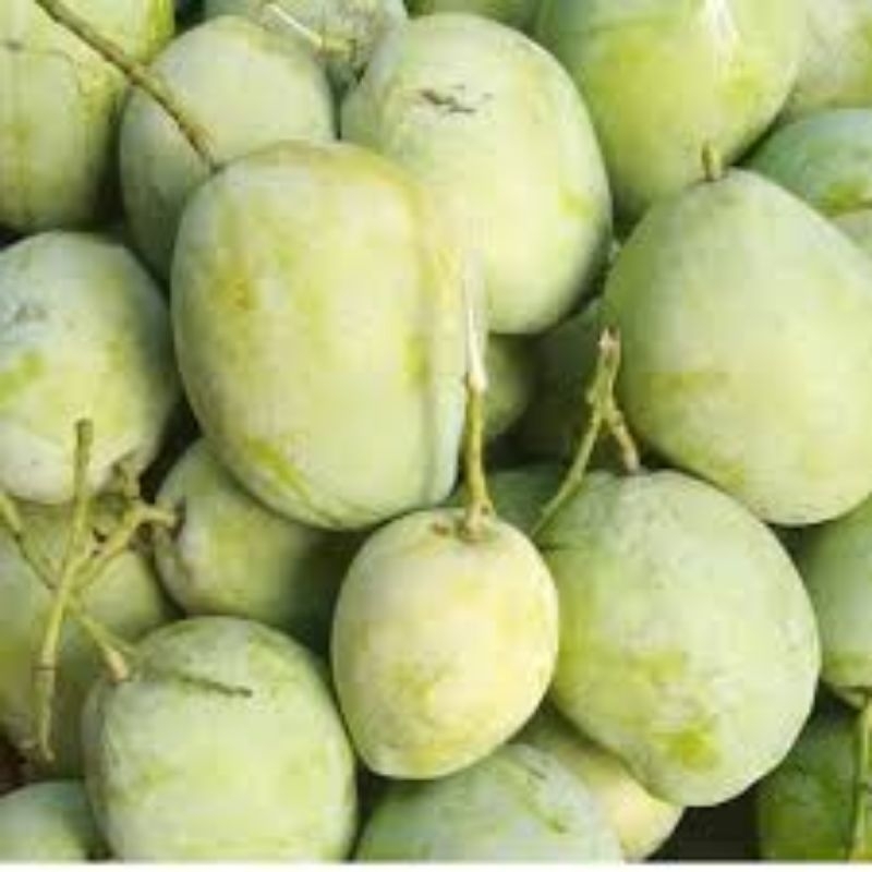 

Mangga Cengkir 5kg / PROMO PANEN RAYA