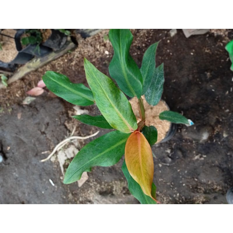 TANAMAN HIAS PHILODENDRON ORANGE MARMALADE