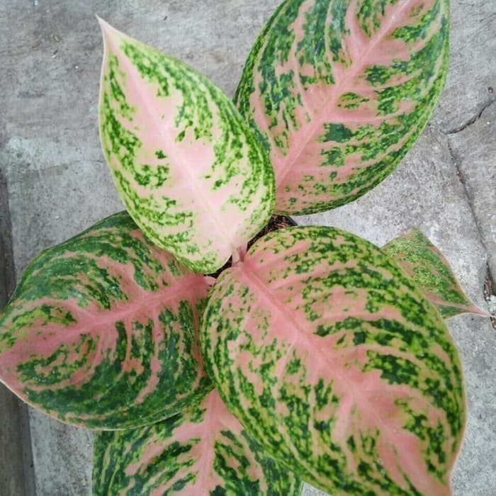 TANAMAN HIAS AGLONEMA HARLEY QUINN