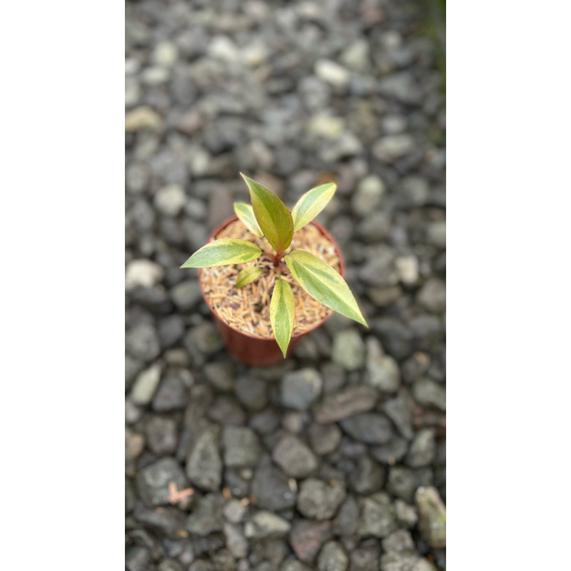 black cardinal varigata philodendron