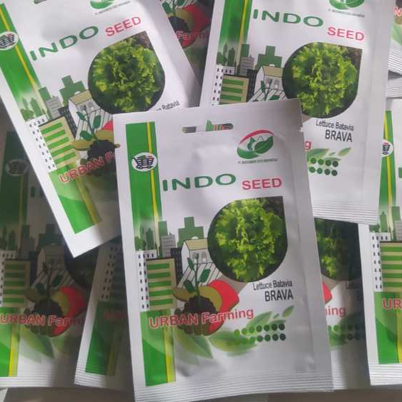Brava 1 gr Benih selada indo seed