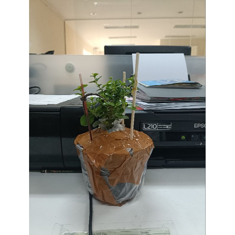 paket PC 8 unit, printer 2 unit dan bonsai