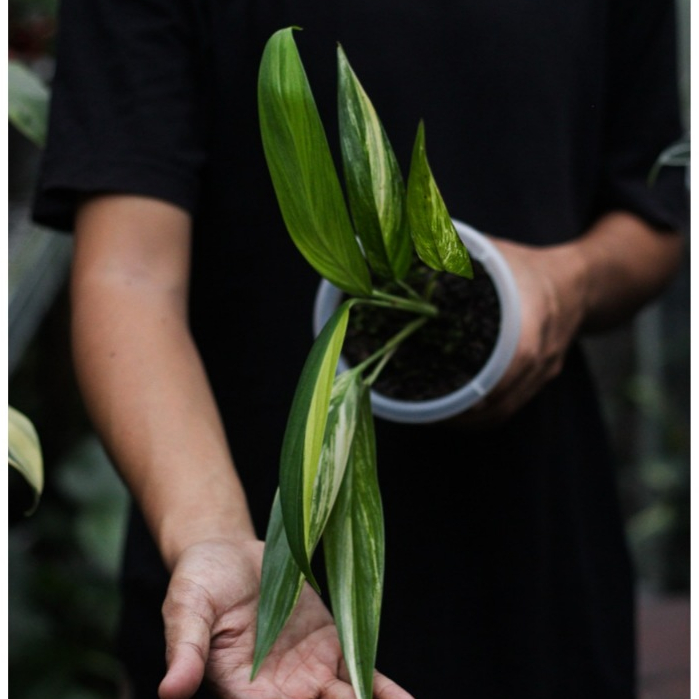 Epipremnum Amplissimum Variegata Tanaman Hias Ekonomis Fest Garden