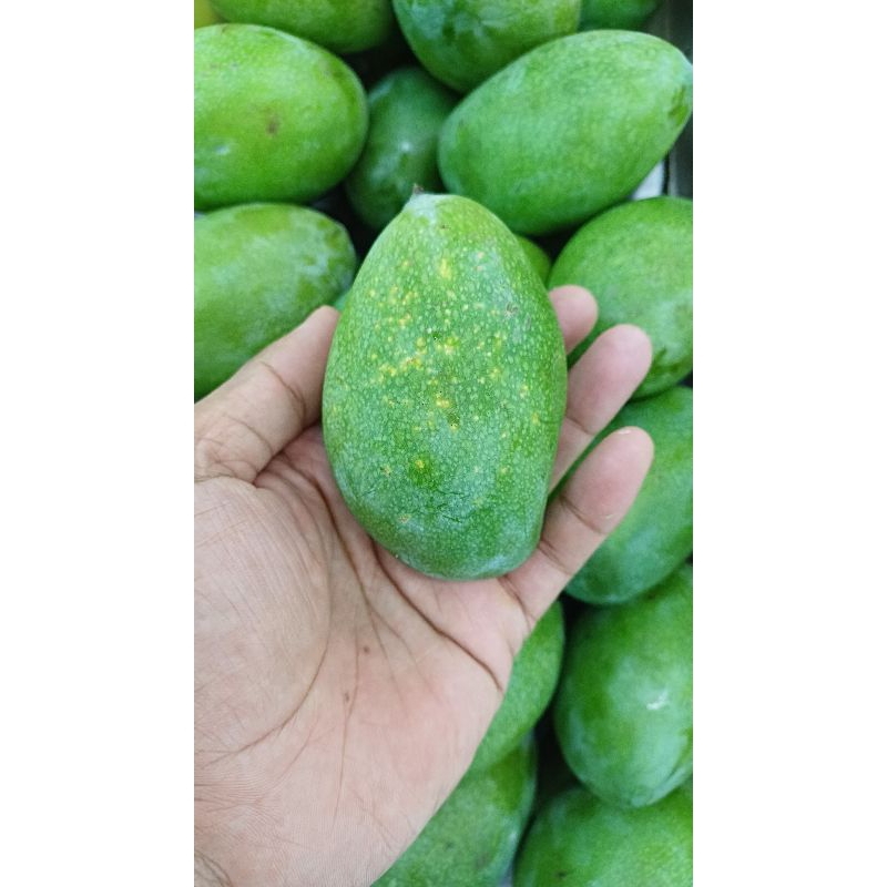 

Mangga Manalagi ‼️ 25.000/kg ‼️ bisa kirim instan untuk area Surabaya