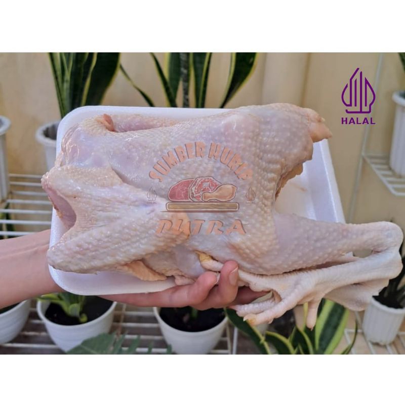 

debo Ayam Pejantan termurah 0.9-1,2Kg (Bobot Hidup)