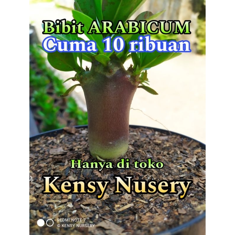 ADENIUM | ARABICUM | GODJI | NOMSOOD | PAKET ARABICUM MURAH |