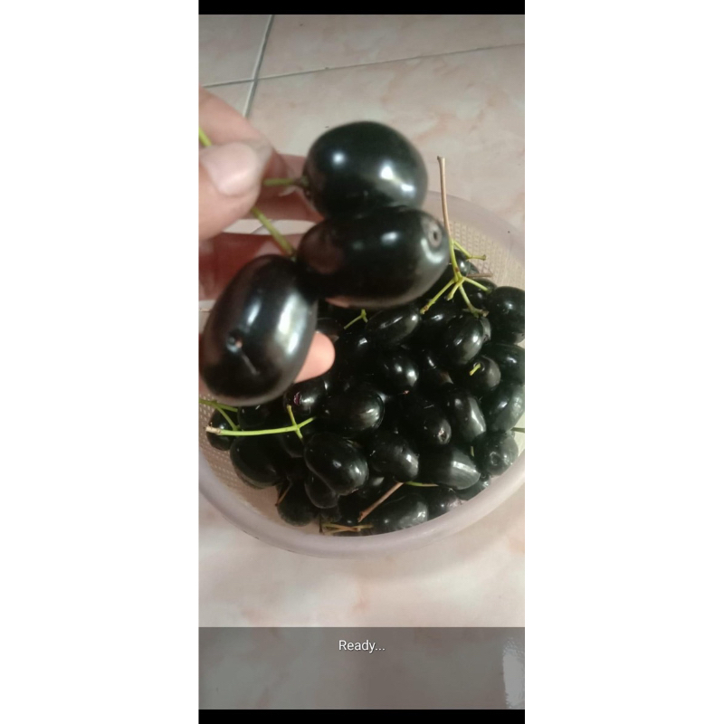 

buah jamblang duwet wonogiri