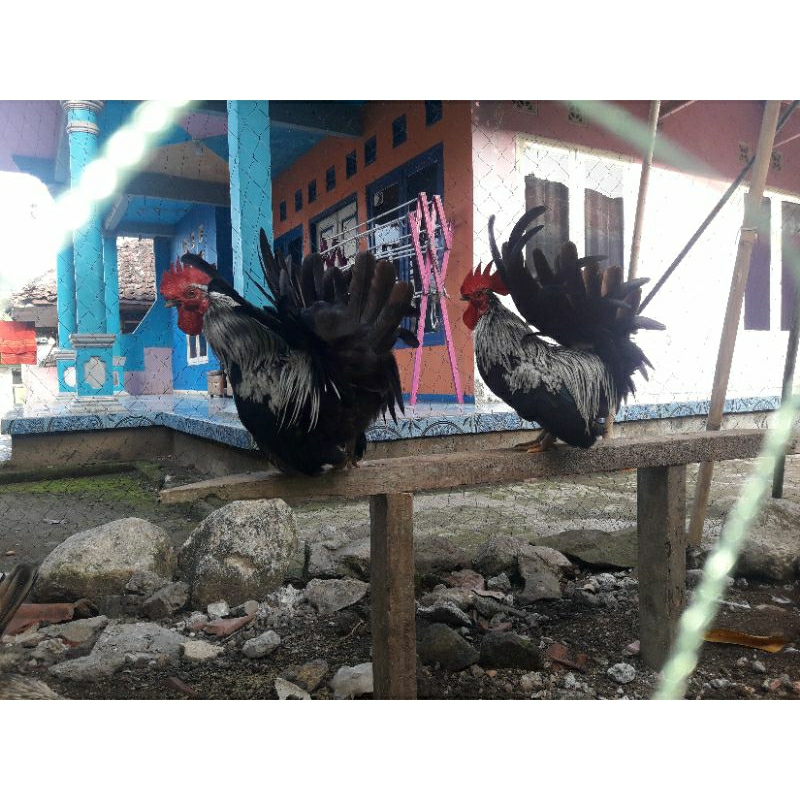 Ayam kate jantan ayam hias