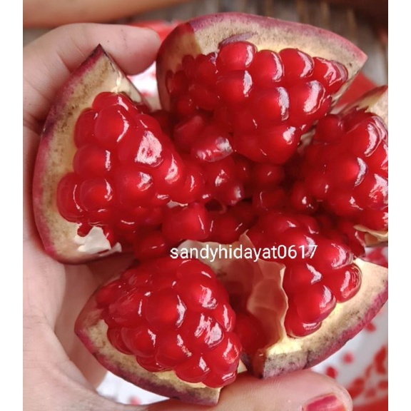 

KHUSUS KAMU Buah delima merah spanyol ukuran sedang per buah 1517 gram
