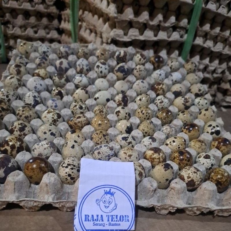 

Telur Puyuh