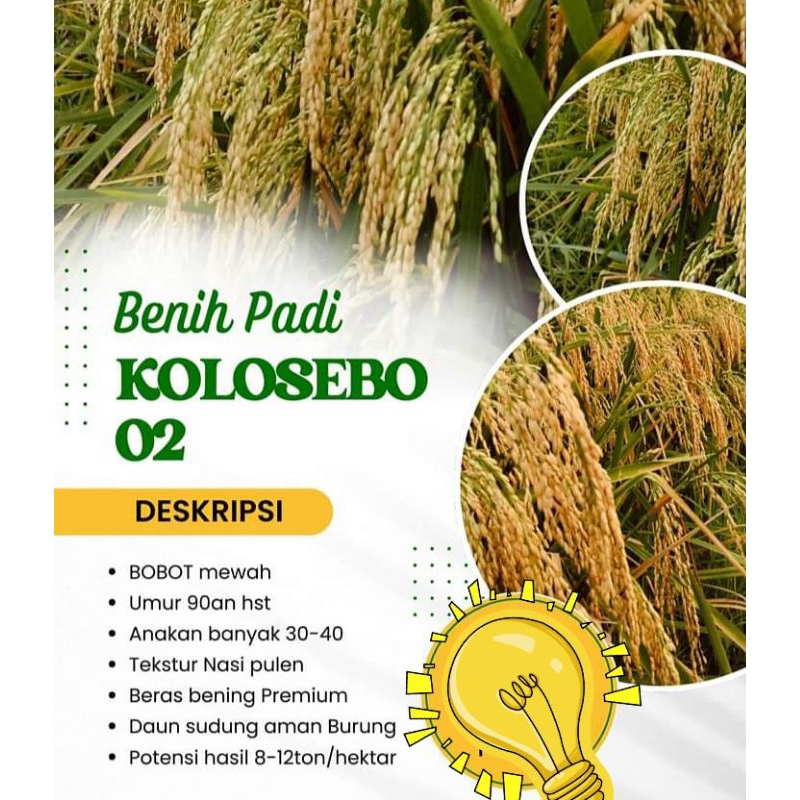 PADI BOBOT MEWAH KOLOSEBO 02 ORIGINAL 5KG
