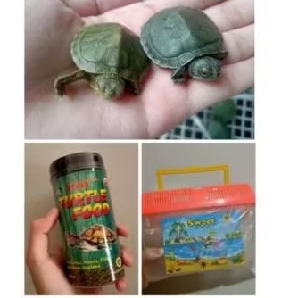 paket lengkap kura Brazil/res mempercantik aquarium/aquascape