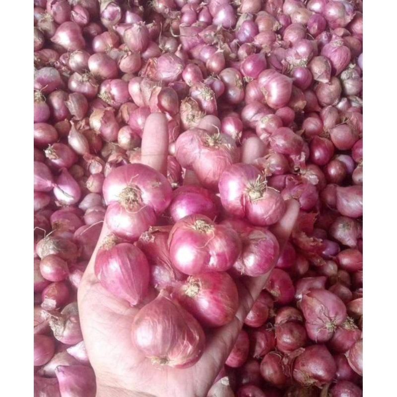 

Brambang tanggung besar 500 gr