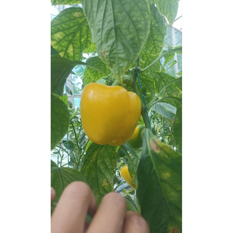 

Paprika Kuning