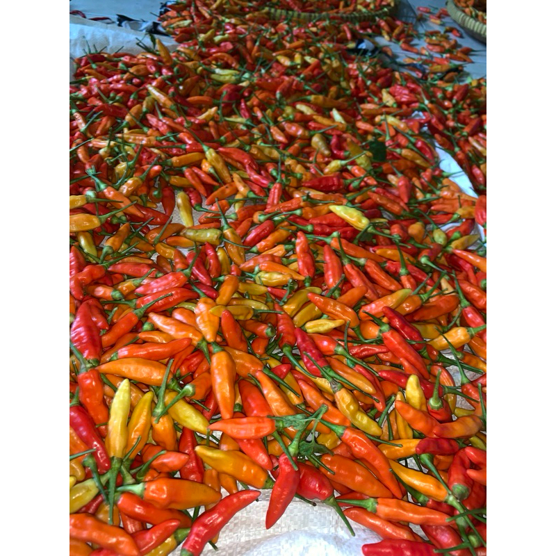 

PROMO Termurah!! Cabai Rawit Merah Fresh