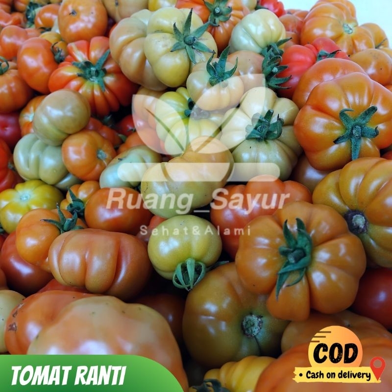 

Tomat Ranti 1 Kg Tomat Ranti Khas Banyuwangi