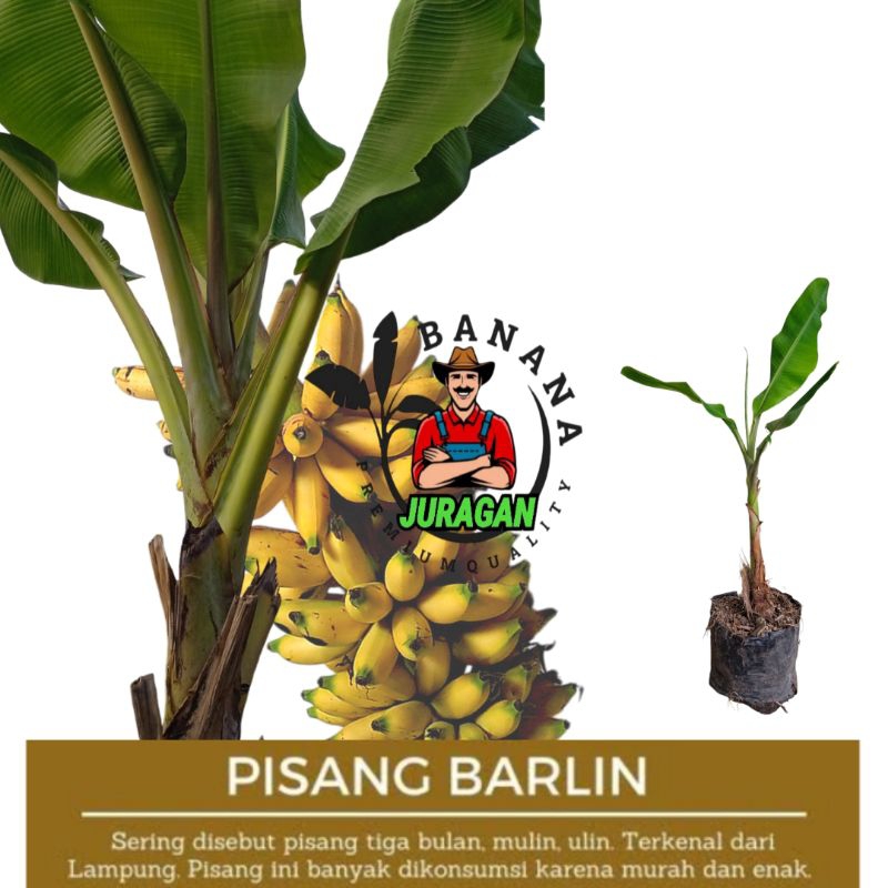Bibit pisang Barlin - Bibit pisang Ulin - Bibit pisang Mulin - Bibit pisang